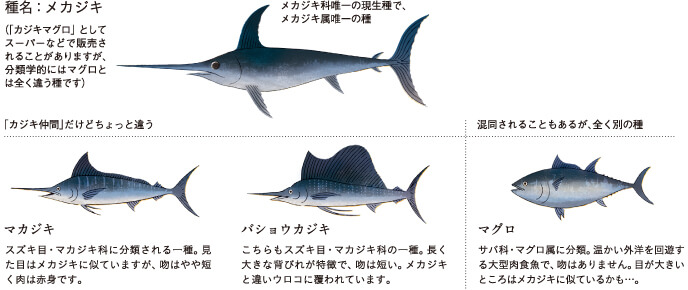 種名:メカジキ[メカジキ科唯一の現生種で、メカジキ属唯一の種](「カジキマグロ」として スーパーなどで販売されることがありますが、分類学的にはマグロとは全く違う種です)「カジキ仲間」だけどちょっと違う[マカジキ]（スズキ目・マカジキ科に分類される一種。見 た目はメカジキに似ていますが、吻はやや短 く肉は赤身です。）[バショウカジキ]（こちらもスズキ目・マカジキ科の一種。長く 大きな背びれが特徴で、吻は短い。メカジキ と違いウロコに覆われています。）混同されることもあるが、全く別の種[マグロ]（サバ科・マグロ属に分類。温かい外洋を回遊す る大型肉食魚で、吻はありません。目が大きい ところはメカジキに似ているかも…。）